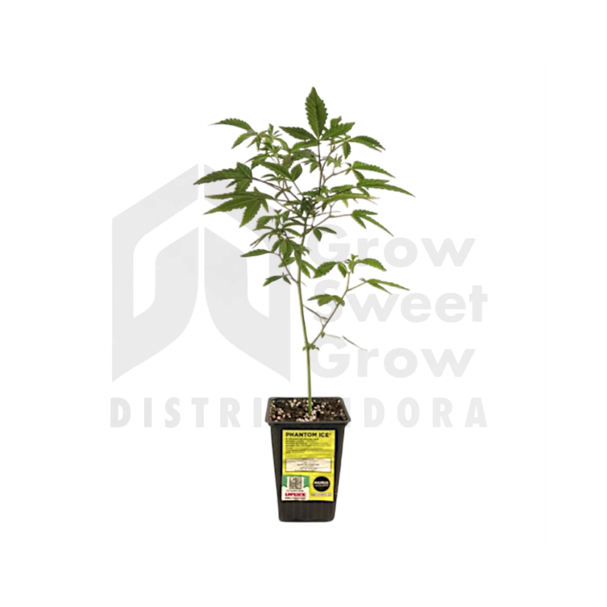 PLANTIN PHANTOM ICE