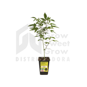 PLANTIN PHANTOM ICE